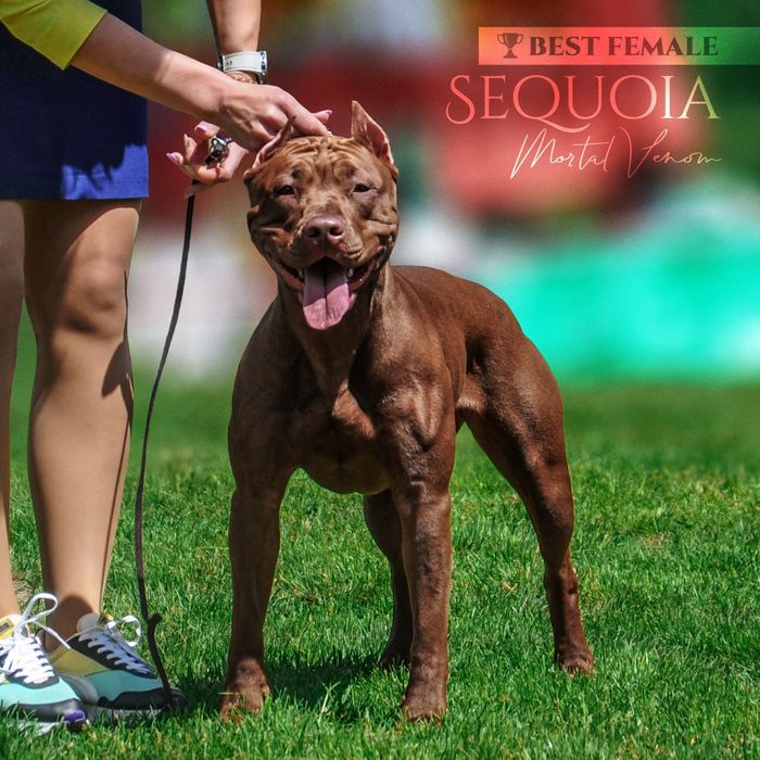 Супер дівчина  американського пітбультерьера, пітбуль, піт,АПБТ