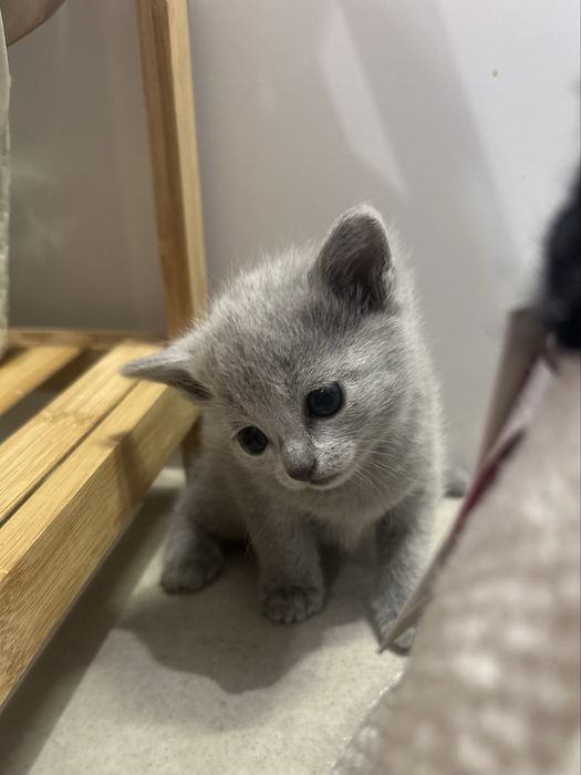 Kotka rosyjska niebieska