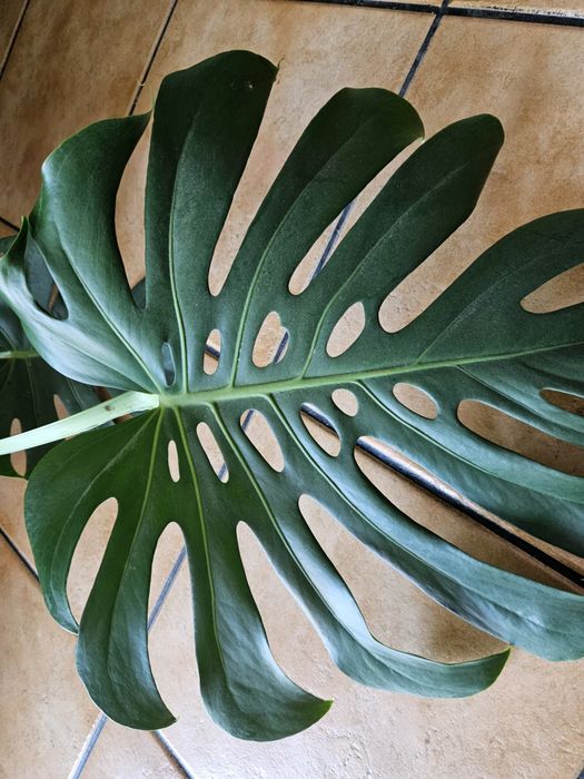 5 vasos de Costela de Adão (Monstera Deliciosa) à tua espera