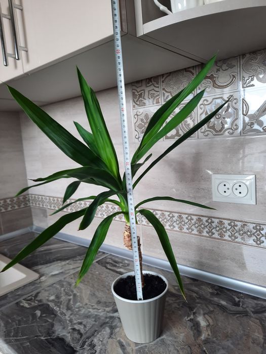 Драцена Юкка -250грн.