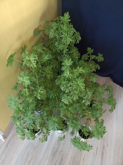 Rośliny doniczkowe: Geranium Anginka - 9 sztuk