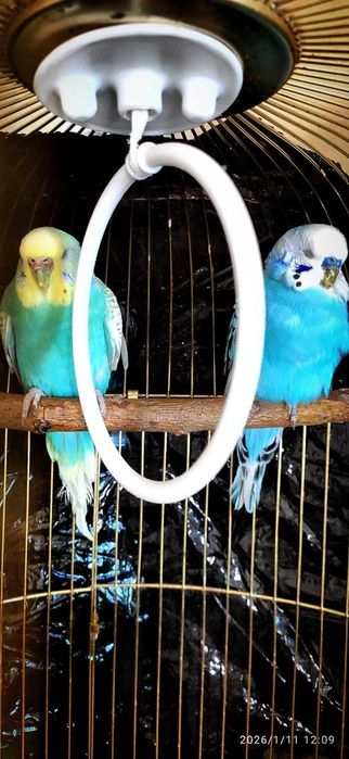 Клетки. Пара попугаев!