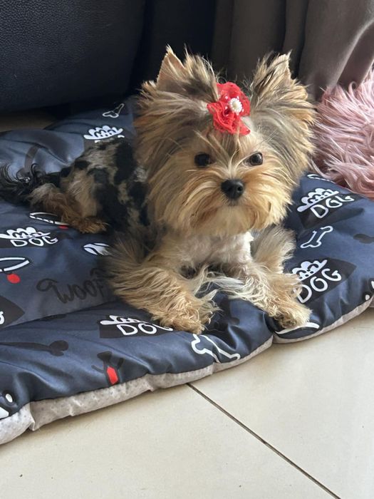 Blue merle miniaturka Yorkshire terrier piesek psszport