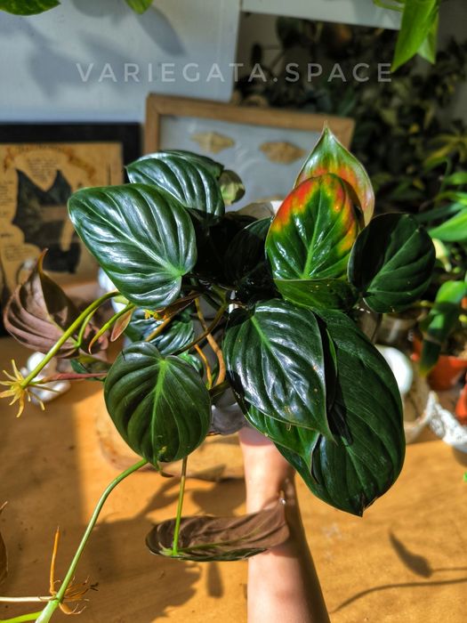 Philodendron Micans var regres filodendron mikans