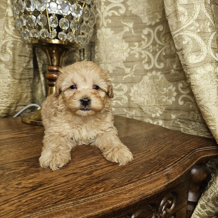 Хлопчики і дівчятка мальтіпу шукай те нас в інстограм