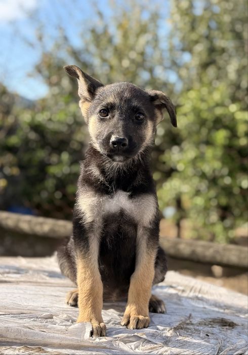 Cachorra Pastor Alemão
