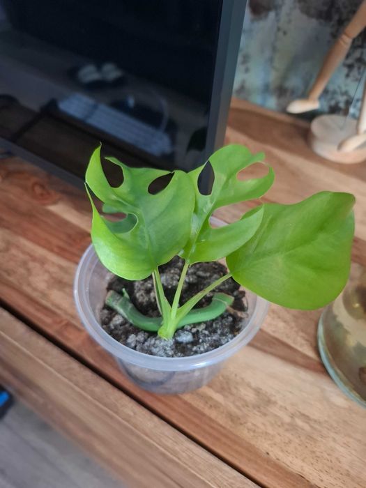 Monstera minima pnącze