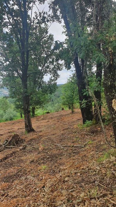 Terreno 1,2 ha com viabilidade de construção – Esculca
