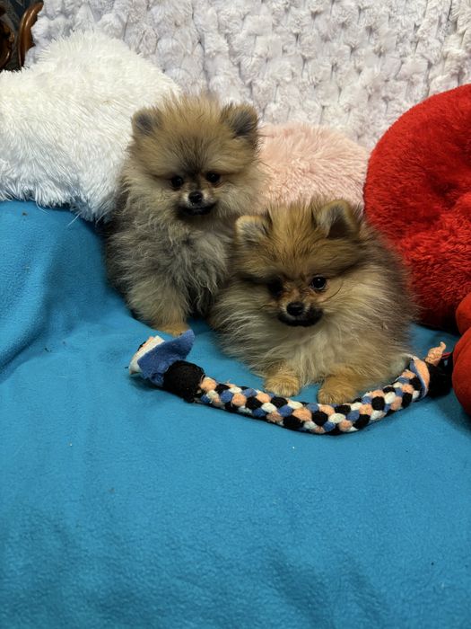 Szpic miniaturowy pomeranian