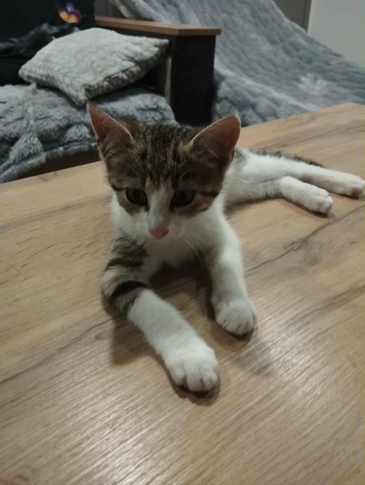 Simba kocurek i Nala kociczka do adopcji