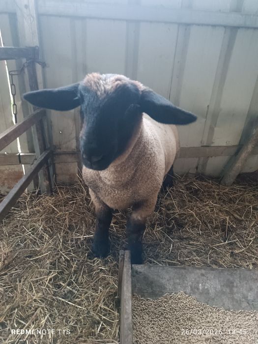 Borrego sufulk para criação