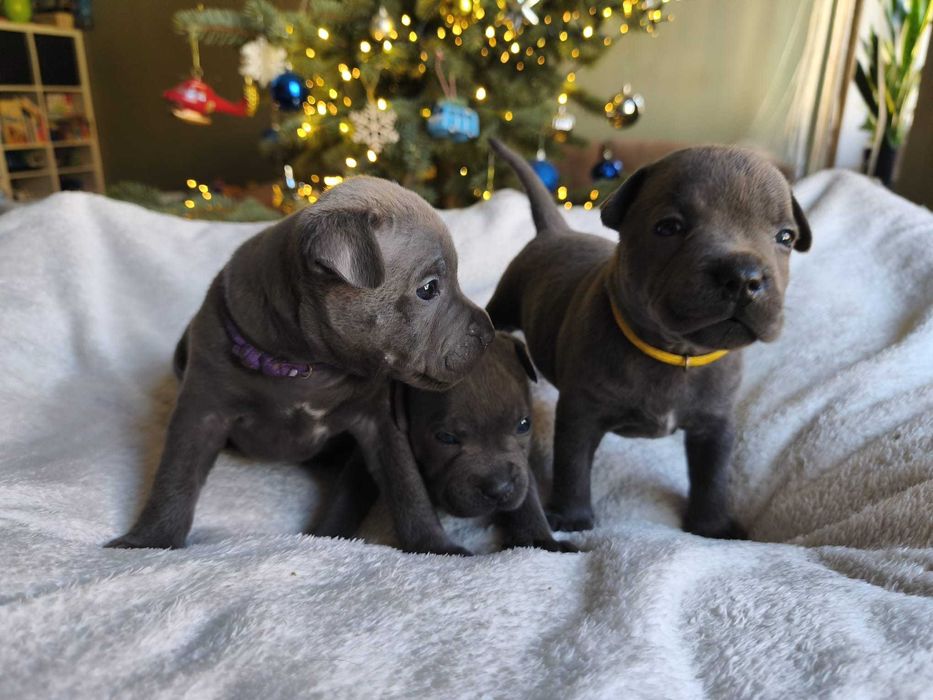 Staffordshire bull Terrier -Staffik- Błękitny piesek