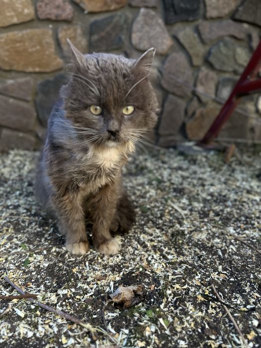 Котик шукає домівку