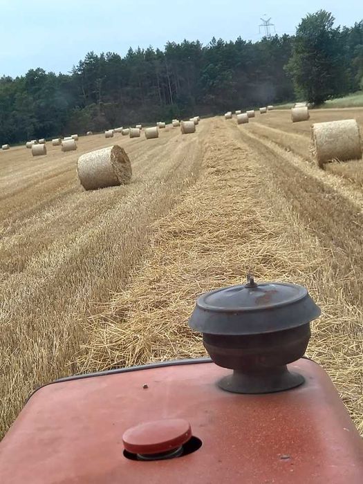 Owies, Słoma sucha,  pszenica, pszenżyto