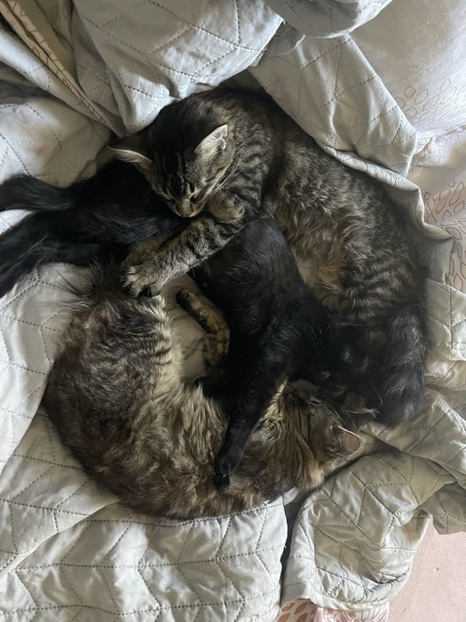 Мікро  мейн-куни :) - близнюки  зі сходу))