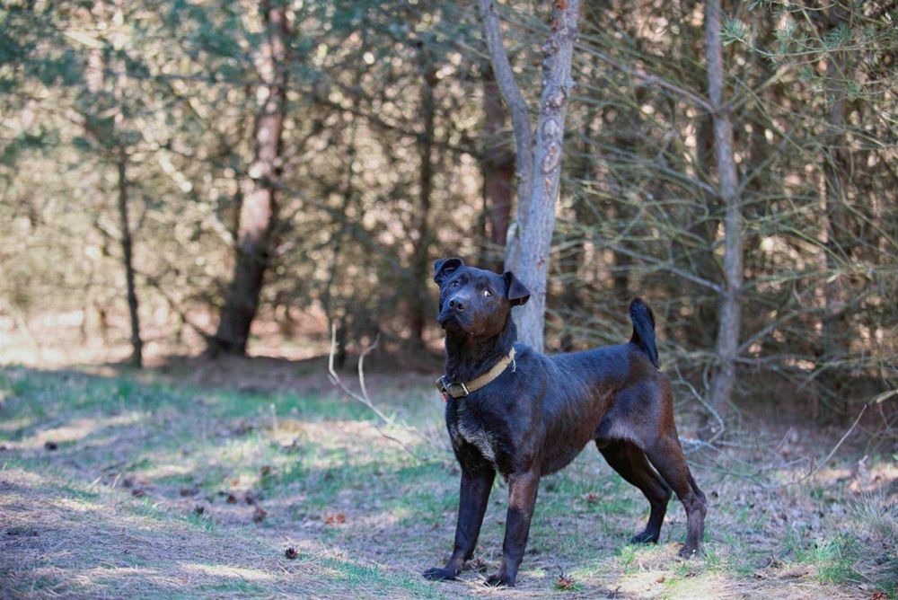 Misio pysio - shar pei do adopcji 8l. 22kg