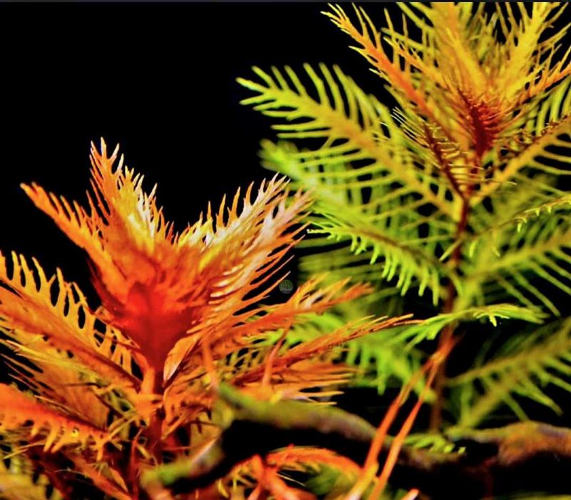 Proserpinaca palustris