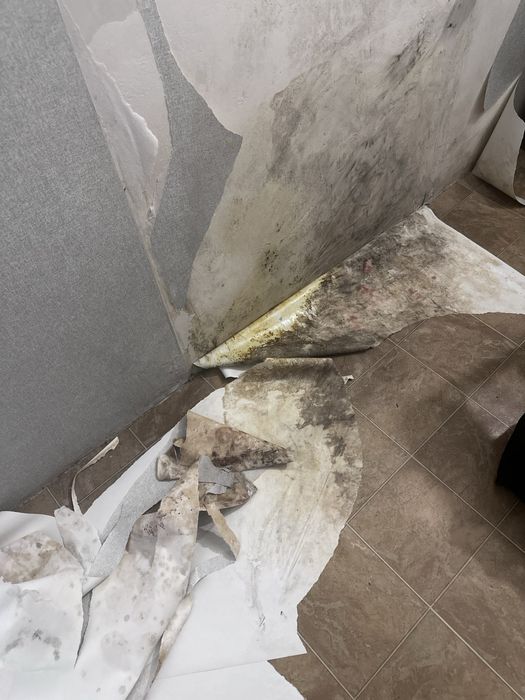 Удаление и устранение грибка , удаление плесени.Работа любой сложности