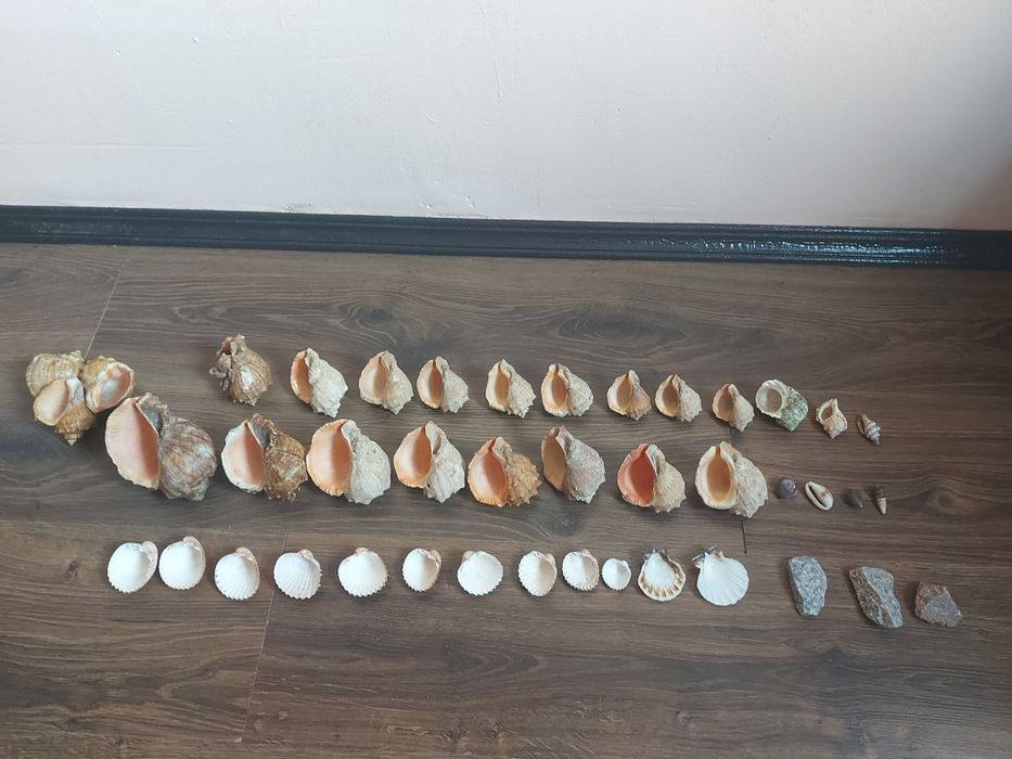 Ракушки   продам