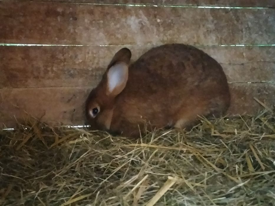 Sprzedam króliki samce i samice