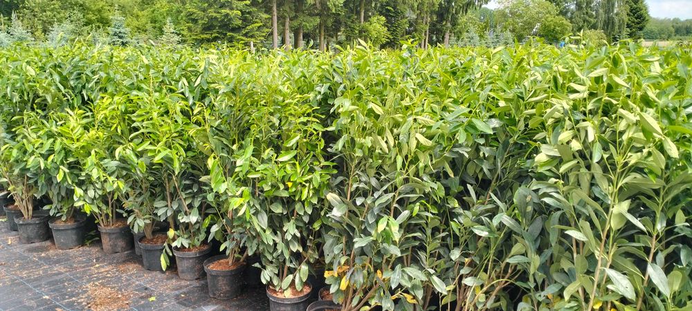 Laurowiśnia Novita Elly w doniczce 100-120 cm