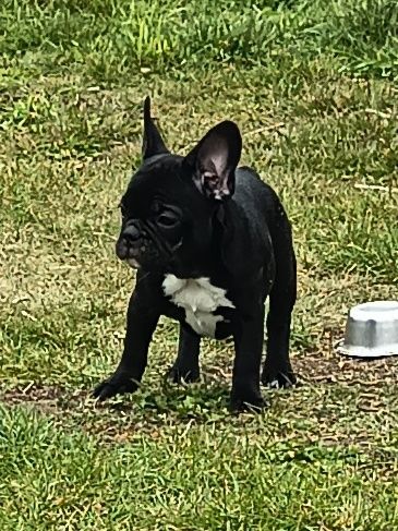 Buldog francuski-pies