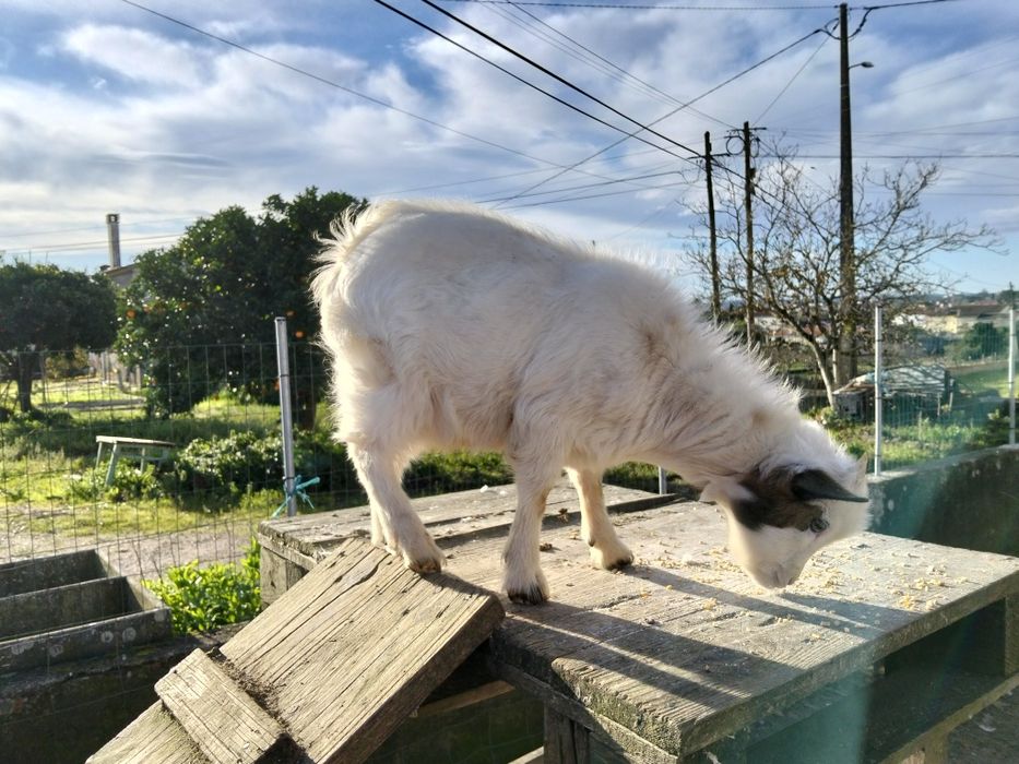 Casal de cabritos anões