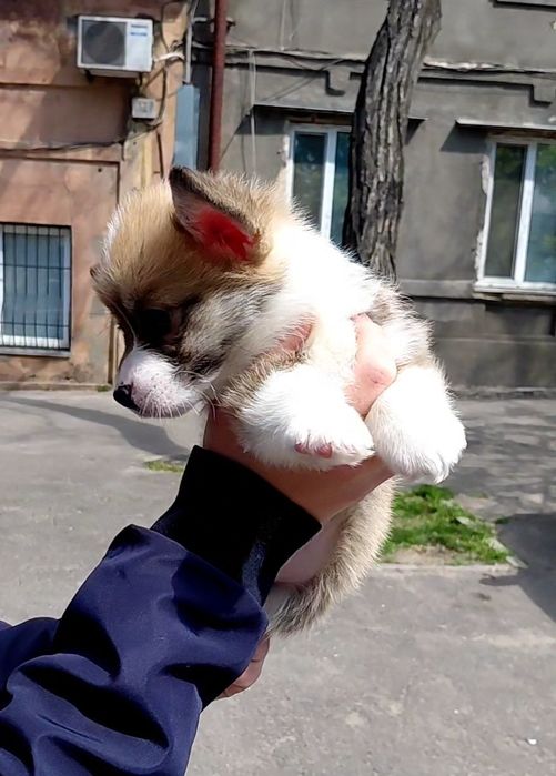 Кукольный малыш  вельш корги
