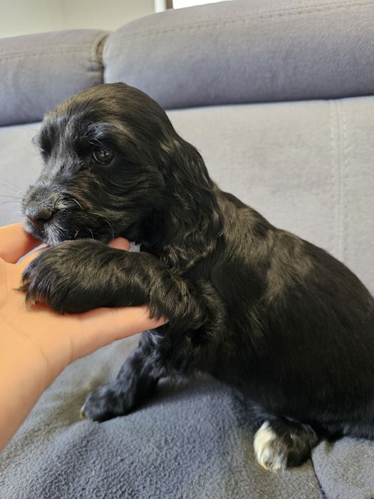Czarna Suczka Cockier Spaniel Angielski