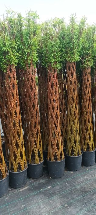 Wierzba Pleciona Salix Americana 140-180cm GRUBY SPLOT