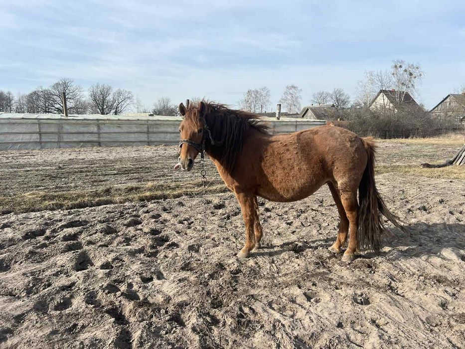 Продам кобилу спокійної вдачи. Вік 10 років