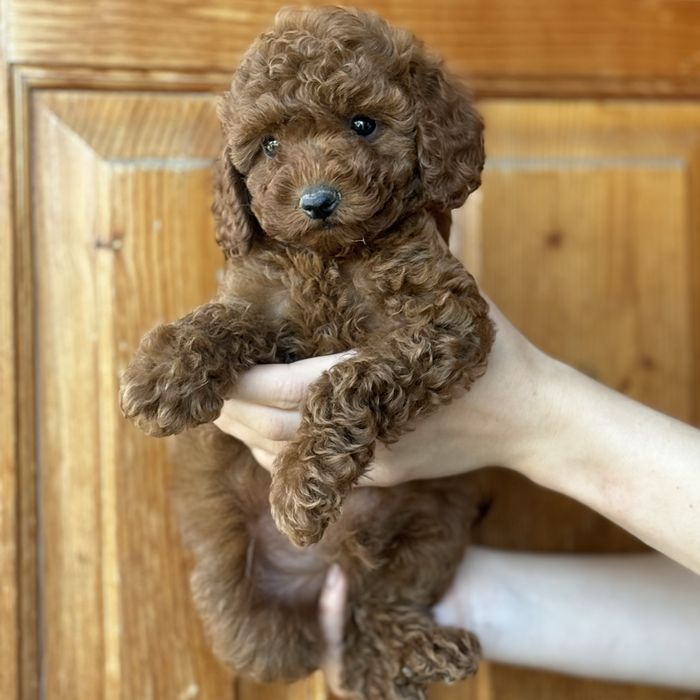 Red Braun хлопчики шоу классу