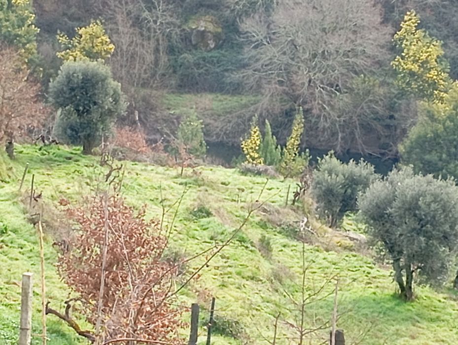 Terreno entre a ecopista e o rio dão
