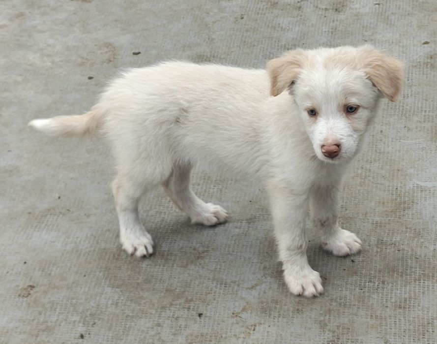 Border collie fêmea Red olhos azuis