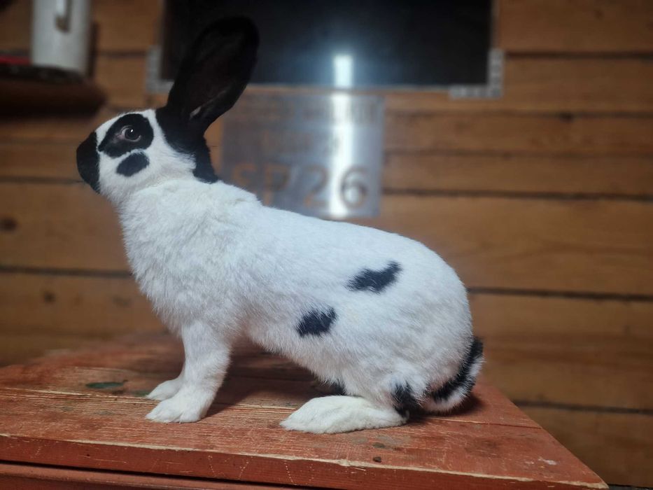 królik olbrzym srokacz osc 1.0 samiec rodowód