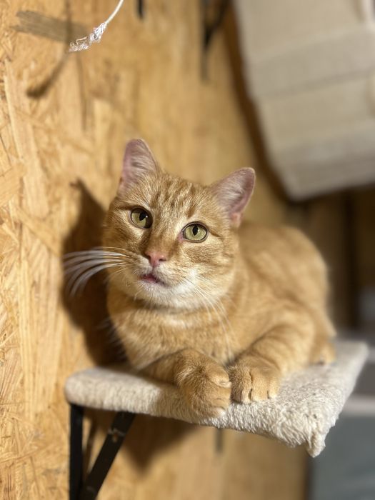 Pięknotka marzy o własnym domku