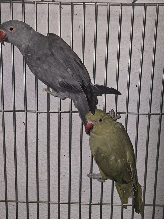 Ring Neck  de grande porte