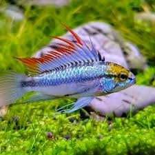 Apistogramma Pielęgniczka Trifasciata. Cetarius