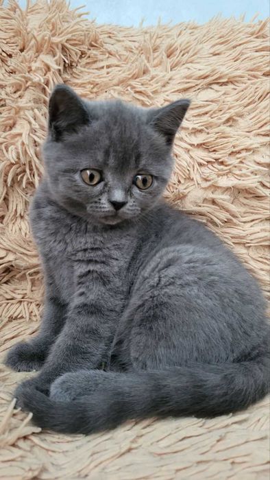 Кошеня Шотландське