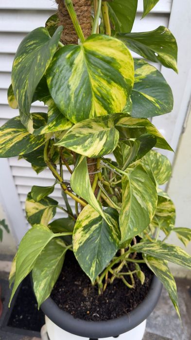 Planta jiboia | Epipremnum aureus.