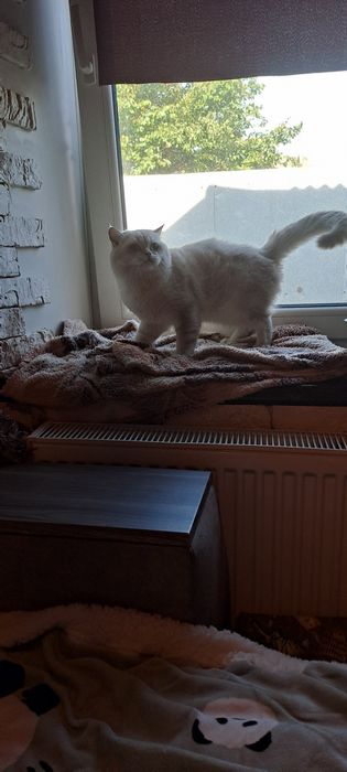 Кот Шотландский на вязку