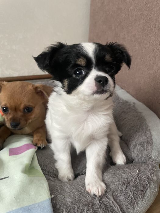 Чарівна дівчинка чихуахуа