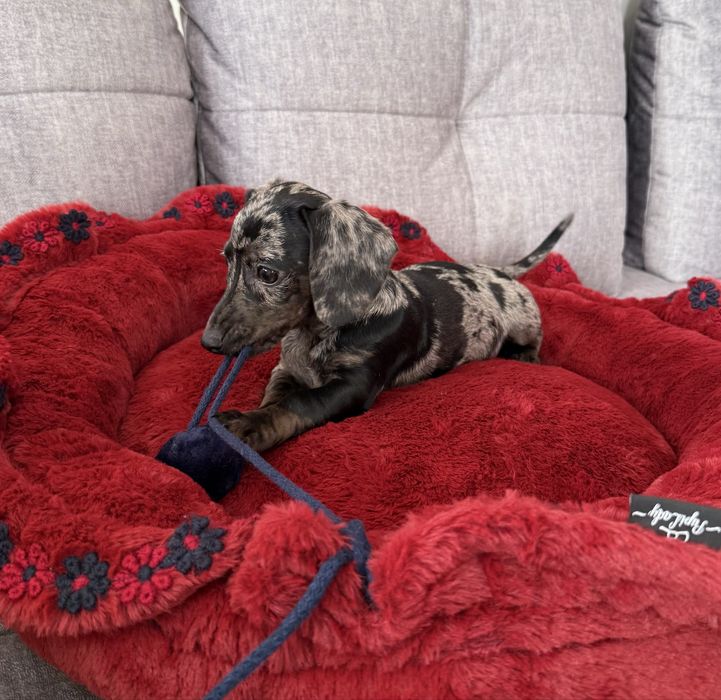 Jamnik Miniaturowy sunia blue merle Mimi