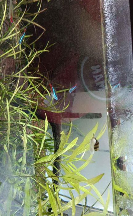 Aquário Aquatlantis Completo (Plantas + Acessórios + Ecossistema Vivo)