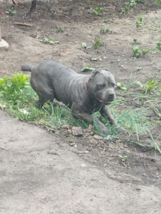 В'язка пса. Кане корсе сірого кольору  Олександр