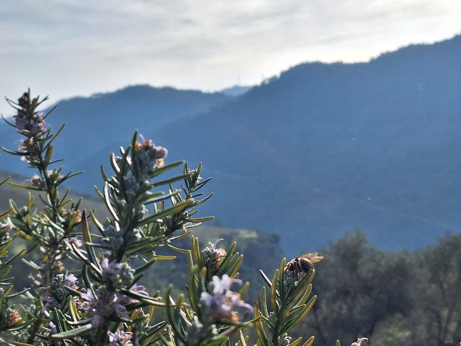 Pequena quinta 15000m2 tabuaço