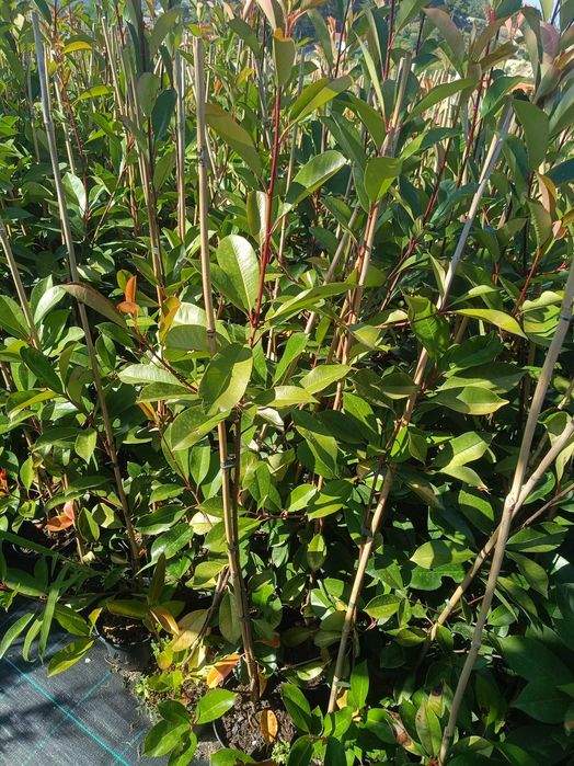 Photinia para jardim