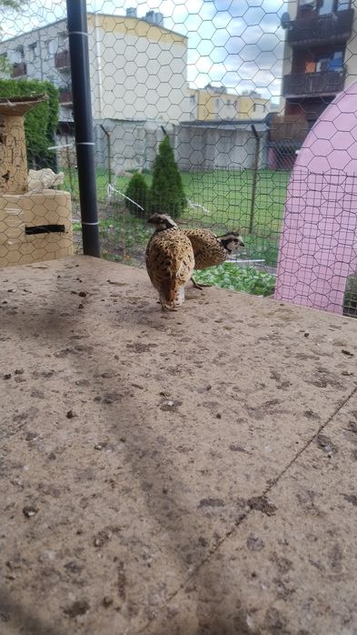 Przepióry wirgiljskie