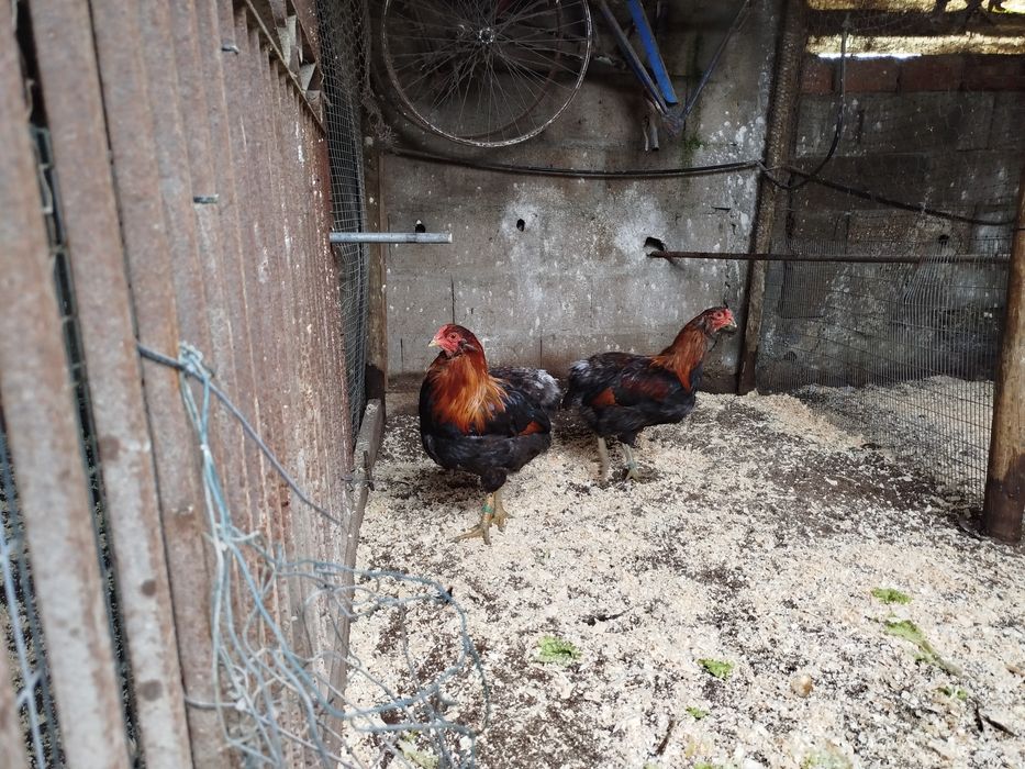 Galos araucanas adultos