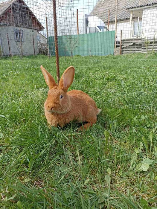 Кролик, кролики, кролі, бургундія